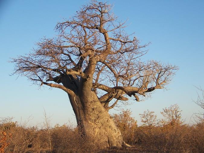Thamalakane River Lodge of gelijkwaardig Dag 2: PLANET BAOBAB, BOTSWANA Vandaag gaan we naar de vlaktes van het Makgadikgadi gebied, bekend om zijn eindeloze uitgestrektheid, baobabbomen en