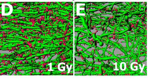 Cranial irradiation compromises neuronal architecture Study on mice, 0Gy, 1Gy and 10Gy, effect