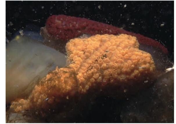 Voor de Nederlandse kust is aangetoond dat de gewone slingerzakpijp - in water met een hoog zoutgehalte - de paarse geleikorst Botryllus schlosseri gedeeltelijk kan verdringen, in competitie voor