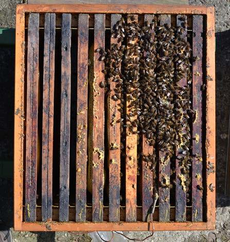 criterium zijn voor bijenhouders om te gebruiken in hun beslissing om al dan niet in te grijpen in het najaar.