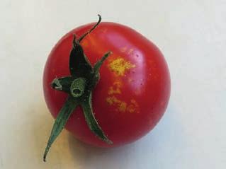 Dichtheid per plant 250 200 150 100 M. pygmaeus D. errans D. bolivari D. cerastii a bc ab c 50 0 0 2 4 6 8 10 12 14 Tijd (weken) Figuur 4.3 Populatiedynamica van 4 soorten roofwantsen op tomaat.