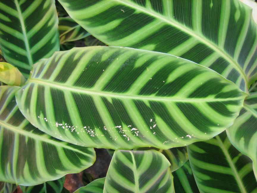 Schefflera met lange