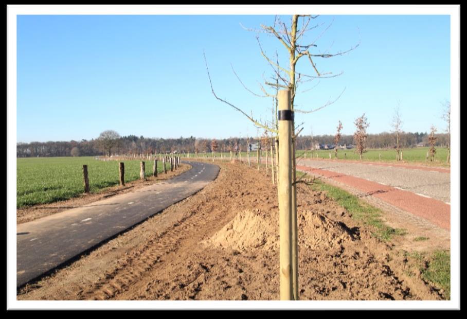 Werk in uitvoering Afgelopen winter hebben we voor de gemeente Oude IJsselstreek 92 zomereiken mogen planten langs de Engbergseweg in Gendringen.