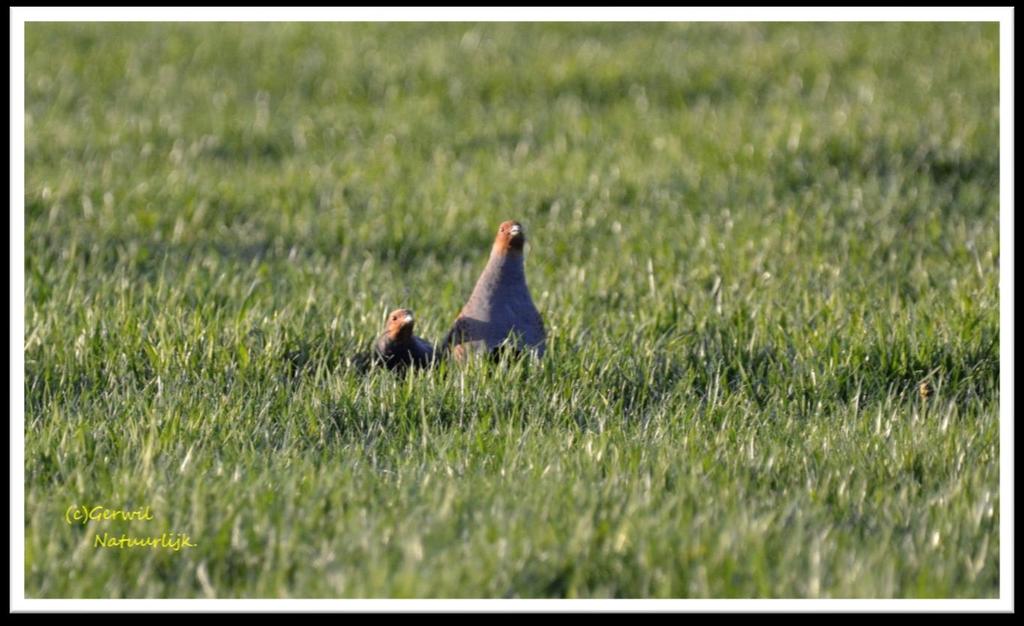 Een klucht opvliegende patrijzen Op het teken van een oude haan schiet de klucht als een grijsbruine wolk omhoog. Rrrrr., rrr., rrr Het geluid van snorrende vleugelslagen rolt over het bietenveld.