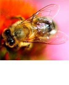 onjuist Toepassingen Bijensterfte In een strenge winter kunnen er veel bijen sterven en dat heeft vervelende gevolgen. Bekijk de video en beantwoord daarna de vragen. 1.
