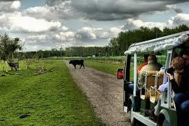 Flevokartocht Met de hoge kar door de Oostvaardersplassen: dé plek om van het uitzicht in het gesloten deel van dit uitgestrekte natuurgebied te genieten.