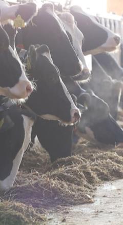 Vakbekwaamheidsbewijs gewasbescherming KENNISMIDDAG veehouderij 2019 Thema Vakbekwaamheidsbewijs Uitvoeren