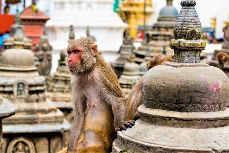 Prijs inclusief gids en vervoer, exclusief entree. Swayambhunath is de oudste boeddhistische tempel van Kathmandu.