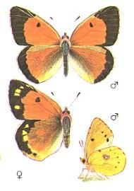 9. Oranje luzernevlinder 11 11 2 2 17 18 1442 6927 De oranje luzernevlinder is een trekvlinder, die elk jaar een wisselend beeld laat zien. Het is geen algemene soort in Zeeland.