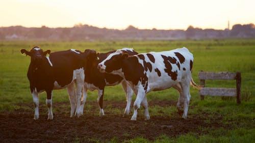 De koe Waar je ook bent in Nederland, bijna overal buiten de stad zie je ze: koeien. De zwart- of bruin-wit gevlekte runderen grazen in de weilanden.