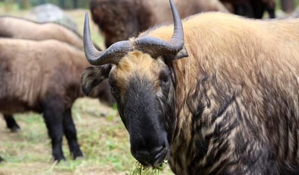 Het visum voor Bhutan en Nepal werden reeds voor u in orde gebracht door De Blauwe Vogel. Taal De officiële nationale taal van Bhutan is Dzongkha. Daarnaast zijn er zo'n twintig dialecten.