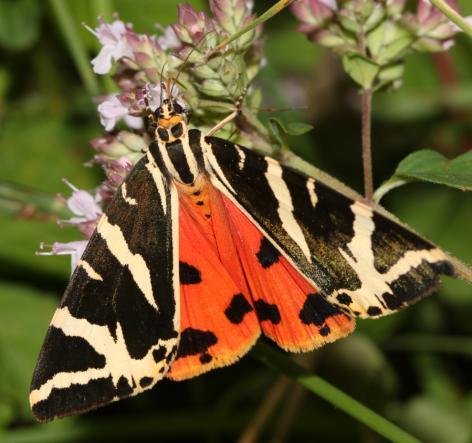 nl/persberichten/item/vervolg-succesvol-natuurherstel-reigersbroek Aanmelden bij Jan Heuvelmans ; 077.