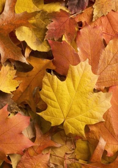 2 Tegelijkertijd staat de herfstvakantie voor de deur en dat betekent het afscheid van mij als directeur van de school. Vandaag (op vrijdag 3 oktober) vieren we dat met elkaar.