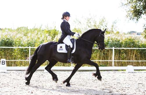 Een sportieve kijk op Friese paarden Fokkerij In- en verkoop Training Sport Workshops www.