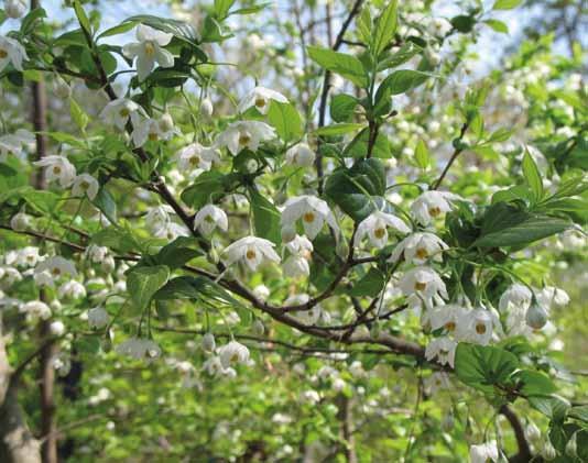 van geven. Nu snel terug naar de hoofdindeling. De sectie Styrax bestaat uit twee series, de serie Styrax en de serie Cyrta.