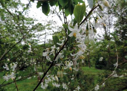 Styrax dasyanthus bloemen. Styrax confusus Deze Chinese makker uit de Midden-Chinese provincies Hubei, Hanan, Schiuan, Anhui e.a. groeit op berghellingen tot ca. 1700 m hoogte.