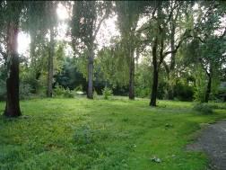 Natuurparkje Bovenburen Populieren als groene