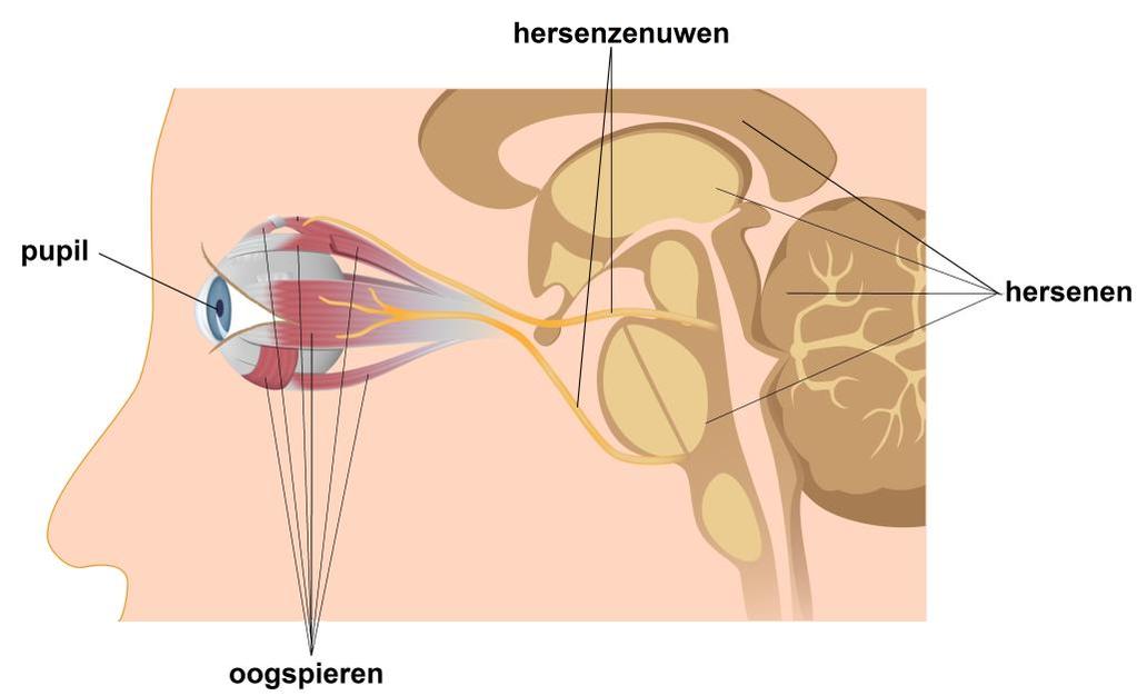 Inleiding Elk oog heeft zes uitwendige spieren die ervoor zorgen dat het oog in alle mogelijke richtingen kan bewegen. Iedere oogspier heeft zijn eigen functie.