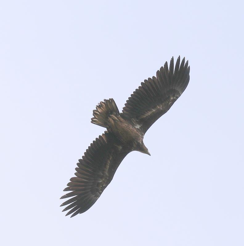 We wandelden naar vogelkijkhut De Poelruiter, meestal rijkelijk gevuld met vogelfotografen, maar we hadden de hut voor ons eigen.