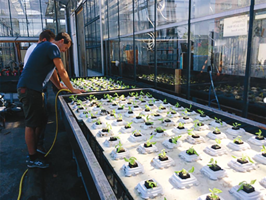 De verrijdbakken plantenbakken die aangesloten kunnen worden op de viskweeksystemen waardoor een aquaponics opstelling ontstaat.