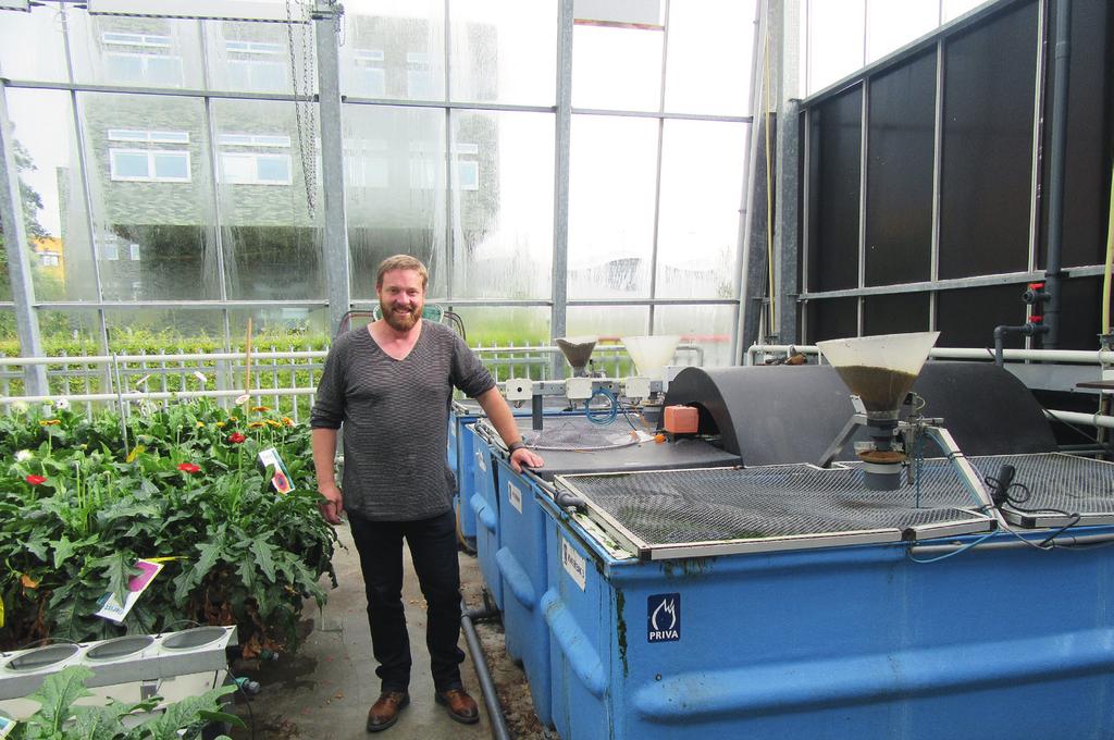 Het aquaponicssysteem waar tilapia met gerbera s wordt