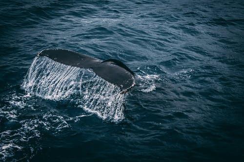 De orka in het wild Orka s leven in groepen, zo n groep bestaat uit 2 tot 90 dieren. Heel soms zijn er orka s die alleen leven. Deze solitaire individuen zijn altijd mannetjes.