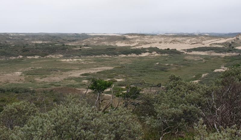 Aalscholver Kennemerduinen Bloemendaal aan Zee.