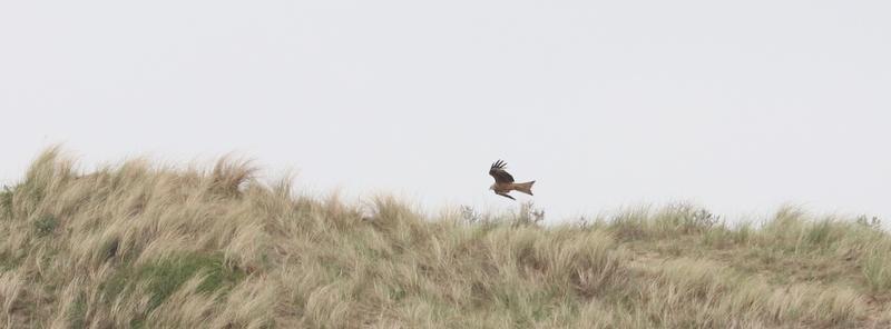 Verder zagen we in het gebied enkele overvliegende Buizerds en zelfs een overvliegende Appelvink. We reden naar het tweede gebied waar we een wandeling gingen maken.