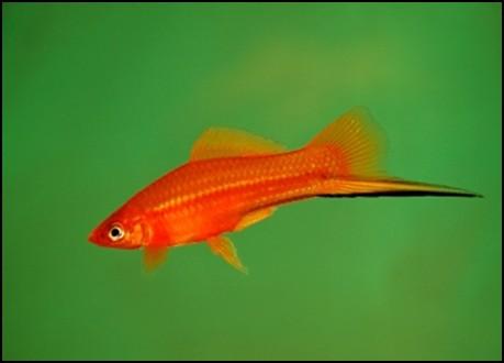 Nu wil het geval dat het aquarium in ons clubgebouw officieel een Azië-biotoop is. Wat doet een middenamerikaanse vis daarin zult u zich misschien afvragen.