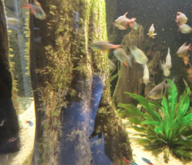 Osendarp merkte over dit aquarium op: Het staat op een mooie plaats in de kamer. De stenen waren licht begroeid met algen, wat een vereiste is voor dit soort bakken. De vissen zien er gezond uit.