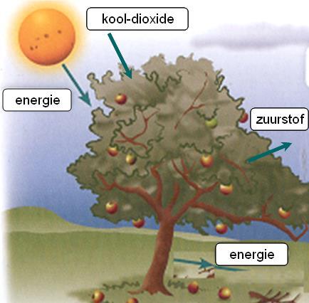 2.2 Licht en lucht Lees het verhaal De boom krijgt energie van de zon De boom krijgt kool-dioxide uit de lucht De boom maakt zuurstof De energie zit in het hout en in het blad en in de appels Kijk op