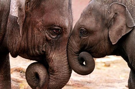 Het gebied van 1040 m² biedt bescherming aan 56 soorten zoogdieren, waaronder de eenhoornige neushoorn, de Bengaalse tijger, luipaarden, beren, wilde olifanten, de gestreepte hyena en de wilde bizon.