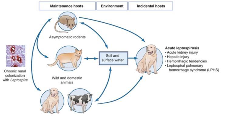 Leptospira-classificatie Serologie Serovar > serogroep Genotype Aanvulling kat & hond: Leptospirose Transmission cycle of pathogenic Leptospira spp.