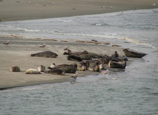 4 12. Een zeehond is dus een Planteneter Vleeseter Alleseter 13. Wat is waar over de zeehond?