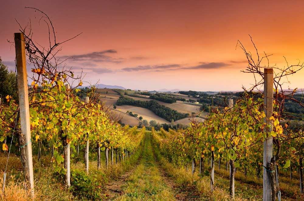 Carta dei Vini Wij selecteren onze wijnen met zorg voor ons restaurant en zijn altijd opzoek naar nieuwe interessante wijnen die qua smaak en geur volledig voldoen aan het karakter van de streek.