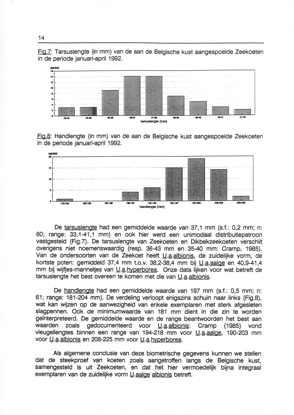 Fig.7: Tarsuslengte (in mm) van de aan de Belgische kust aangespoelde Zeekoeten in de periode januari-april 1992. aantal tarsus lengte (mm) Fig.