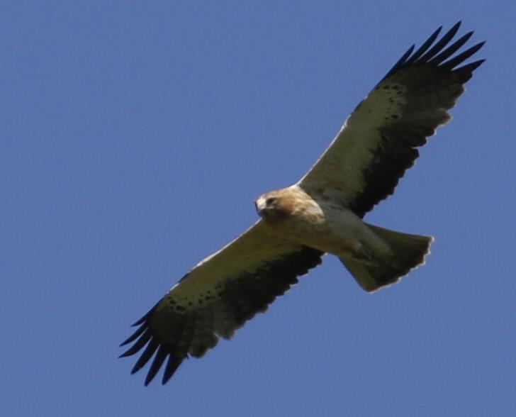 Dan zoeken op een geheime plek naar een supersoort, al snel met resultaat: een Oehoe! Voor veel mensen een droomsoort. In de verte zien we op een ruig landje acht Grote Trappen.