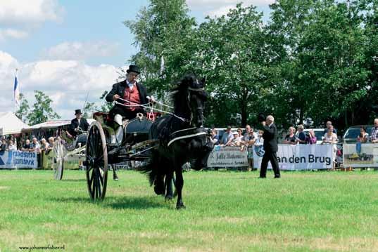 zaterdag 20 juli aanvang: 16.35 rubriek 15 Algemeen Fokdag Kampioenschap (keuringsrubriek) Aangeboden door: Gemeente Tytsjerksteradiel, Burgum zaterdag 20 juli aanvang: 16.