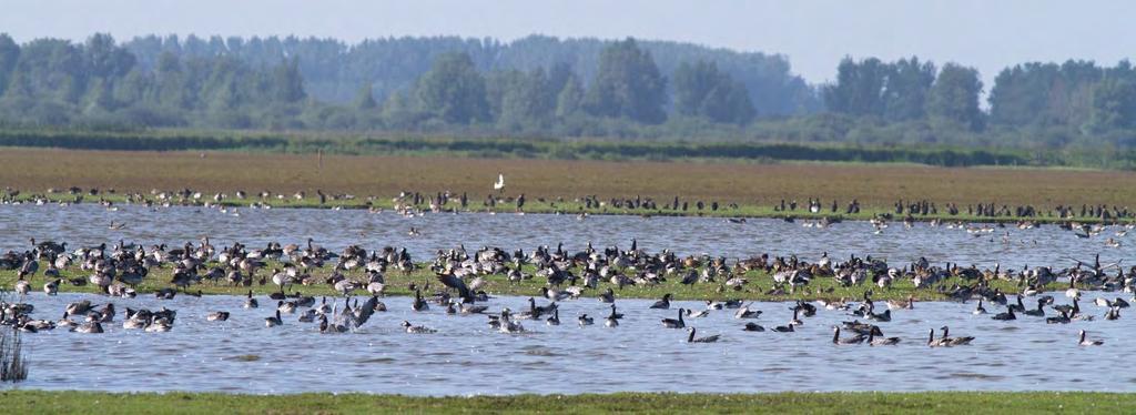 Enorme hoeveelheid ganzen aanwezig in het Jaap Deensgat Op zaterdag 20 augustus reisden we voor een vogelexcursie af naar het Lauwersmeergebied.