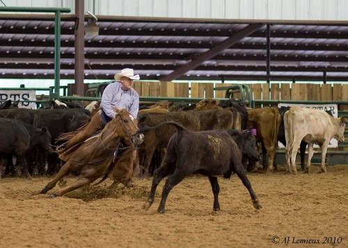 Nationale sport in Texas: Koeien