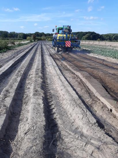 Witloof Demoproef met slaplanten 30 augustus: ruggentrek 6 september: sla planten, producten inwerken, netten