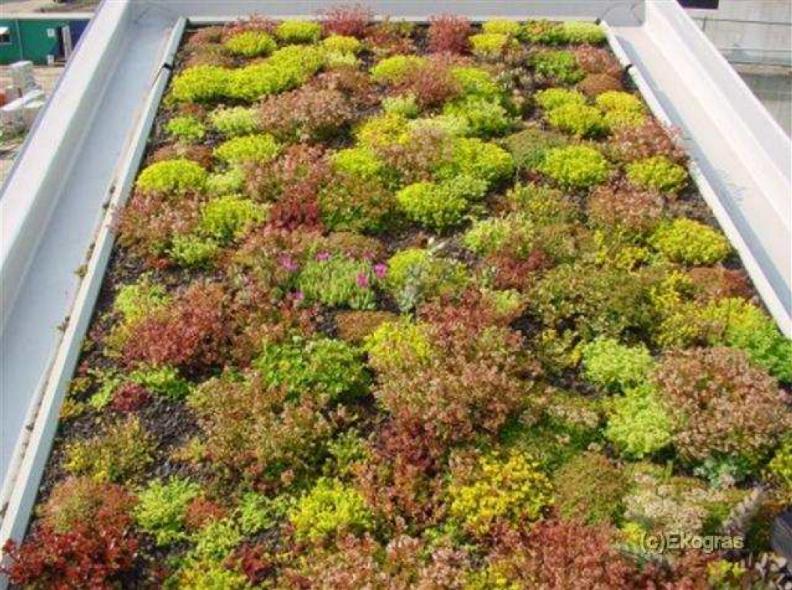 Het is ook mogelijk om de impact van daken en gevels van gebouwen te verkleinen door ze groen te maken. Planten zullen een deel van het water opslaan en afvoeren via evapotranspiratie.