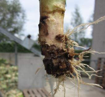 8 Aanwezigheid van Delia radicum in het veld Grafiek: Gemiddeld aantal gevangen koolvliegen per klokval in het veld 35 30 25 20 15 10 5 0