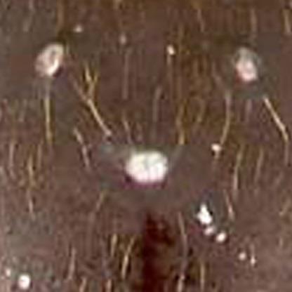 4a Pubescentie in ocellendriehoek (links) op het het 1 e gastertergiet lang en relatief schaars fennica