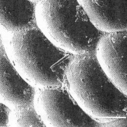 ID-tabel voor de Europese Coptoformica soorten, werksters Tekeningen naar Seifert (2000) en Boer (2010) Foto s van antweb.org; E.M.