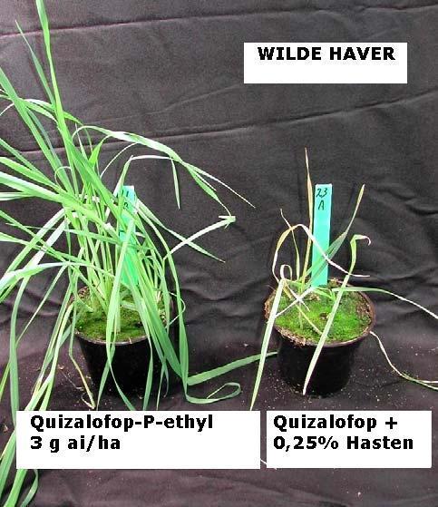 De werkzaamheid van quizalofop-p-ethyl verbeterde door toevoeging van Hasten bij bestrijding van wilde haver en raaigras.