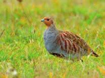 Fotograaf: Henk van Paassen Nieuw weidevogelplan in de maak Het tien jaar oude Weidevogelplan Binnenveld van de vier WERV-gemeenten is toe aan herziening.