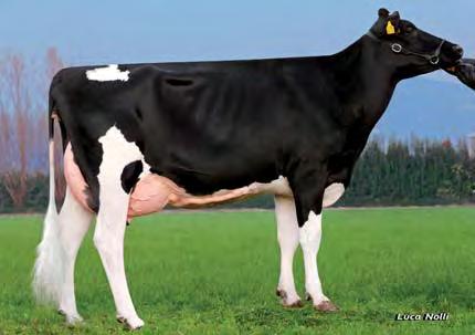 Dundee Patty VG-88 Tulip Sale