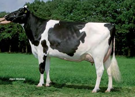 Goldwyn c