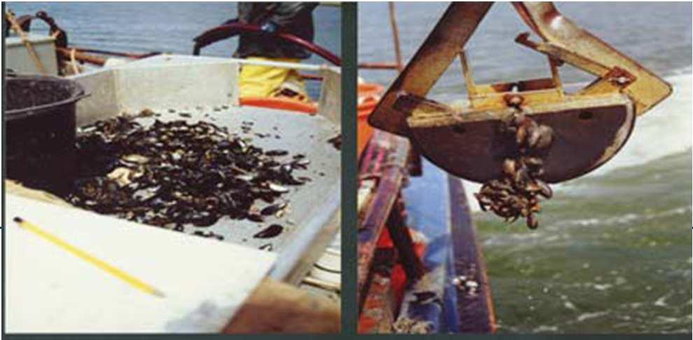 Bestand op percelen Bepaling bestand aan mosselen in Waddenzee en Oosterschelde Van